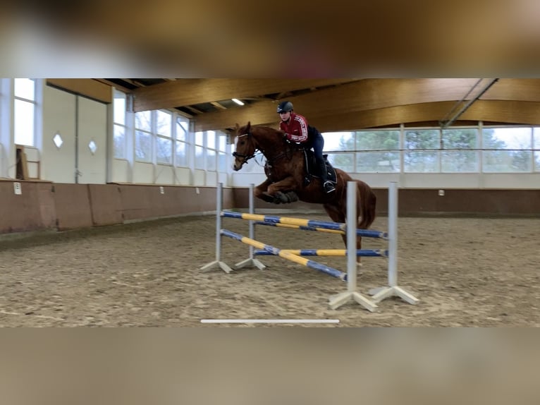 Deutsches Reitpony Wallach 16 Jahre 164 cm Fuchs in Burgwedel