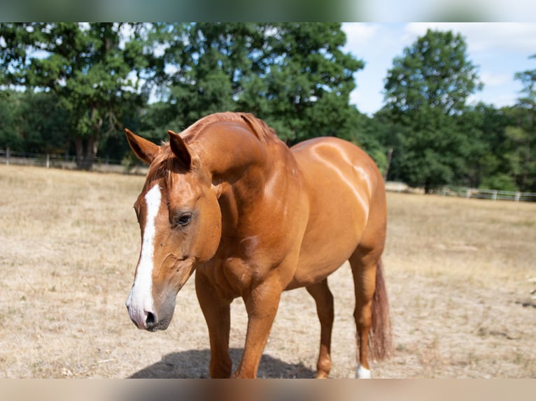 Deutsches Reitpony Wallach 16 Jahre 164 cm Fuchs in Burgwedel