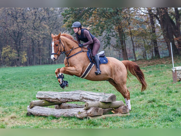 Deutsches Reitpony Wallach 16 Jahre 164 cm Fuchs in Burgwedel