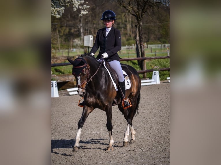 Deutsches Reitpony Wallach 16 Jahre Dunkelbrauner in Bad Homburg vor der Höhe