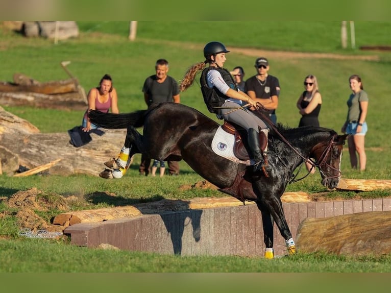 Deutsches Reitpony Wallach 16 Jahre Dunkelbrauner in Bad Homburg vor der Höhe