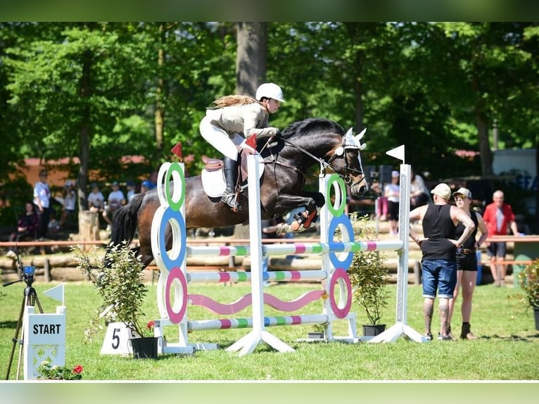 Deutsches Reitpony Wallach 16 Jahre Dunkelbrauner in Bad Homburg vor der Höhe