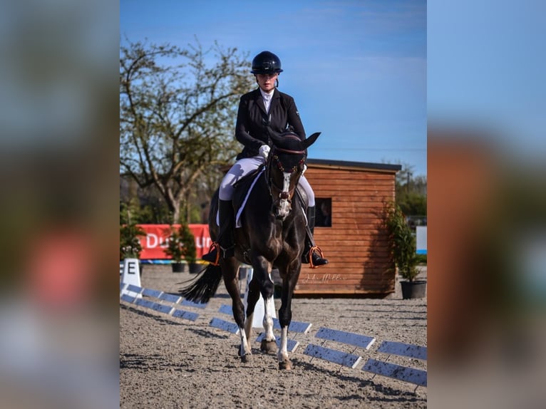 Deutsches Reitpony Wallach 16 Jahre Dunkelbrauner in Bad Homburg vor der Höhe