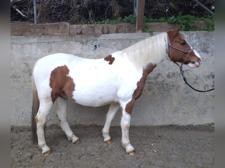 Deutsches Reitpony Wallach 16 Jahre Schecke in Kürten