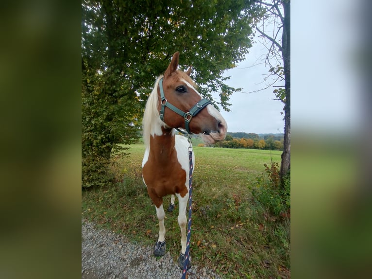 Deutsches Reitpony Wallach 16 Jahre Schecke in Kürten