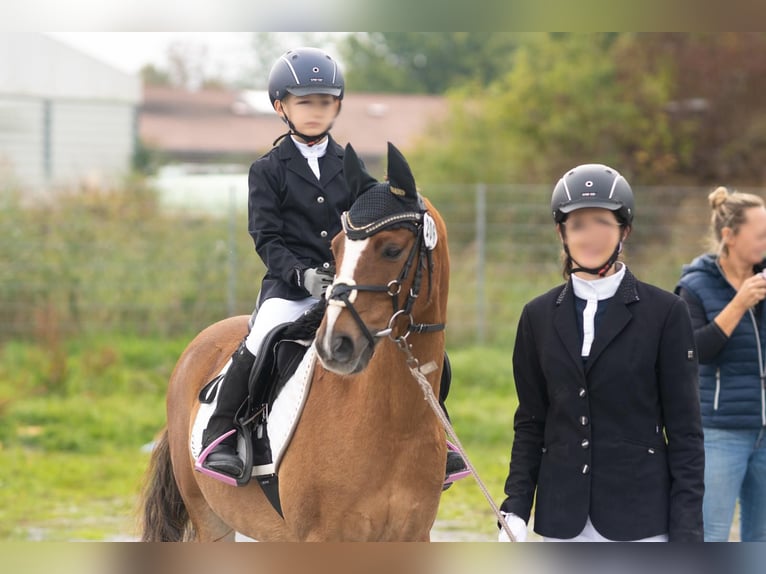 Deutsches Reitpony Wallach 17 Jahre 133 cm Fuchs in Arnstorf