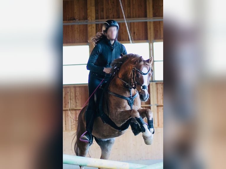 Deutsches Reitpony Wallach 17 Jahre 133 cm Fuchs in Arnstorf