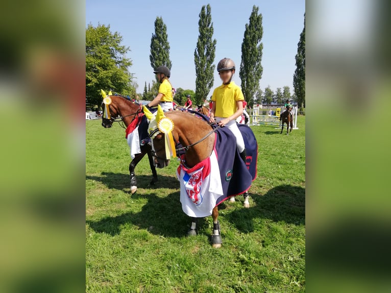 Deutsches Reitpony Wallach 17 Jahre 133 cm Fuchs in Arnstorf