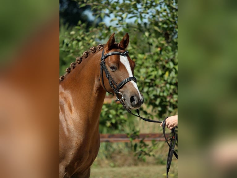 Deutsches Reitpony Wallach 17 Jahre 133 cm Fuchs in Arnstorf