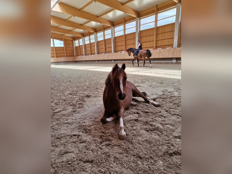 Deutsches Reitpony Wallach 17 Jahre 133 cm Fuchs in Arnstorf