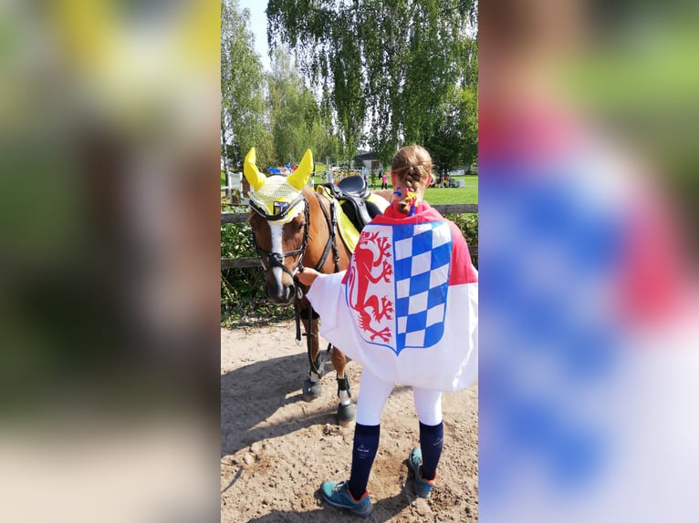 Deutsches Reitpony Wallach 17 Jahre 133 cm Fuchs in Arnstorf