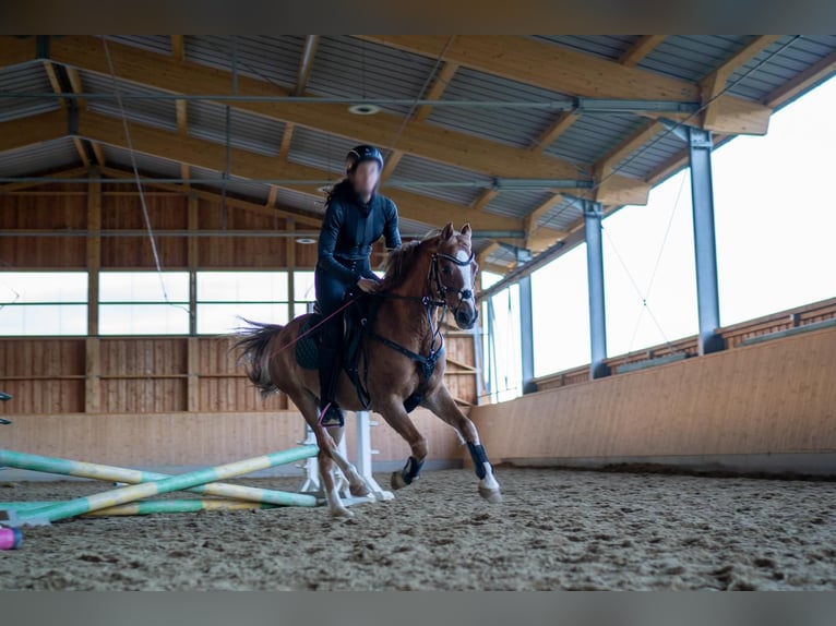 Deutsches Reitpony Wallach 17 Jahre 133 cm Fuchs in Arnstorf