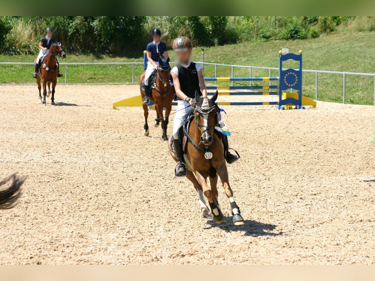 Deutsches Reitpony Wallach 17 Jahre 133 cm Fuchs in Arnstorf