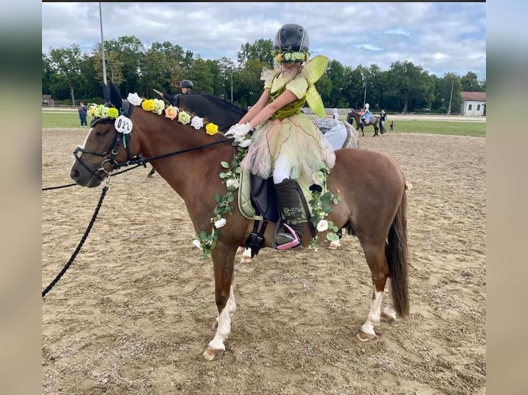 Deutsches Reitpony Wallach 17 Jahre 133 cm Fuchs in Arnstorf