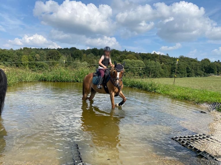 Deutsches Reitpony Wallach 17 Jahre 133 cm Fuchs in Arnstorf