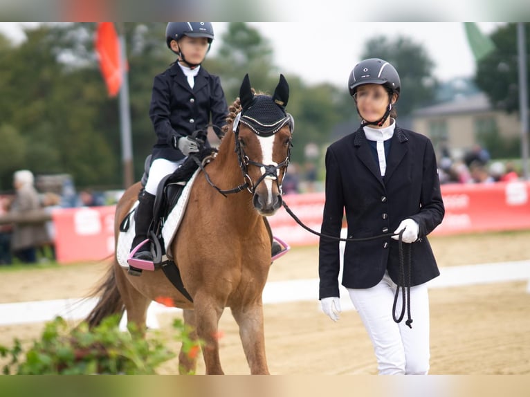 Deutsches Reitpony Wallach 17 Jahre 133 cm Fuchs in Arnstorf
