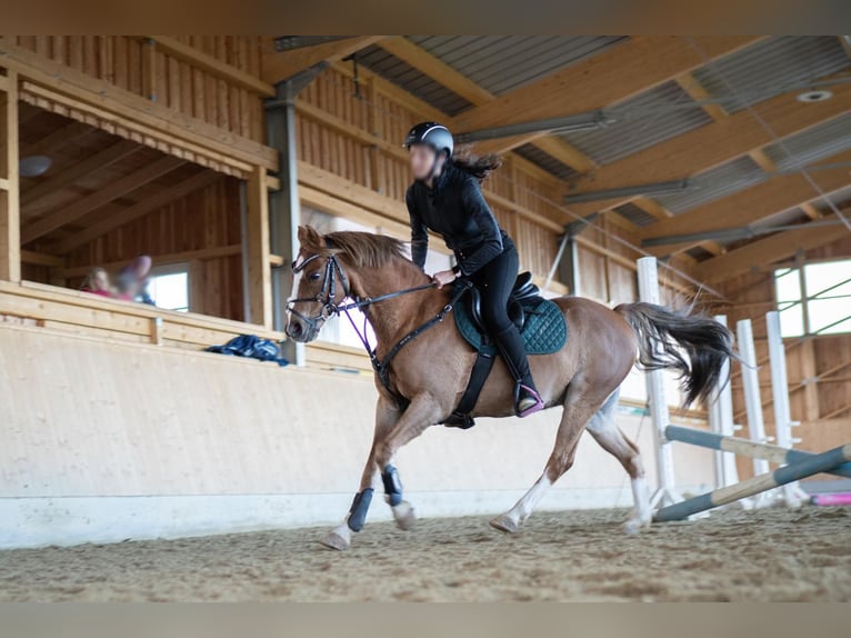 Deutsches Reitpony Wallach 17 Jahre 133 cm Fuchs in Arnstorf