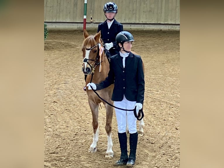 Deutsches Reitpony Wallach 17 Jahre 133 cm Fuchs in Arnstorf