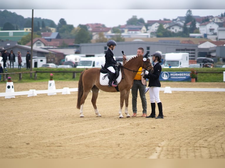 Deutsches Reitpony Wallach 17 Jahre 133 cm Fuchs in Arnstorf