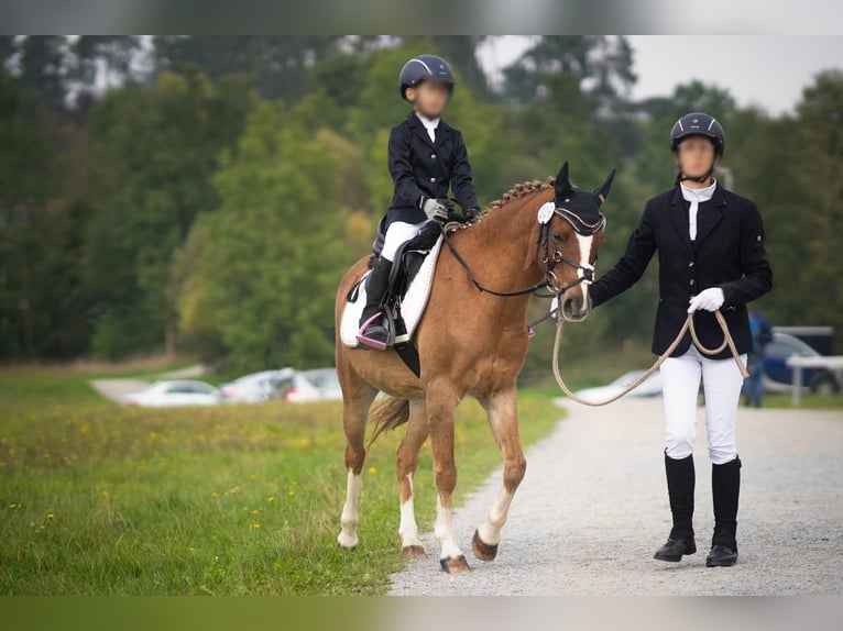 Deutsches Reitpony Wallach 17 Jahre 133 cm Fuchs in Arnstorf