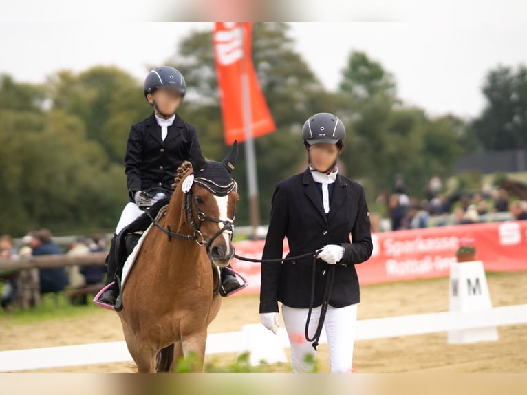 Deutsches Reitpony Wallach 17 Jahre 133 cm Fuchs in Arnstorf