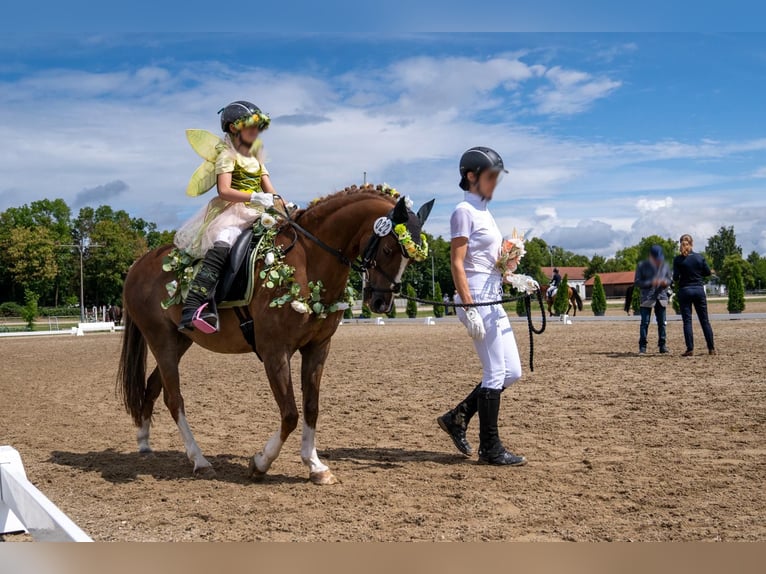 Deutsches Reitpony Wallach 17 Jahre 133 cm Fuchs in Arnstorf