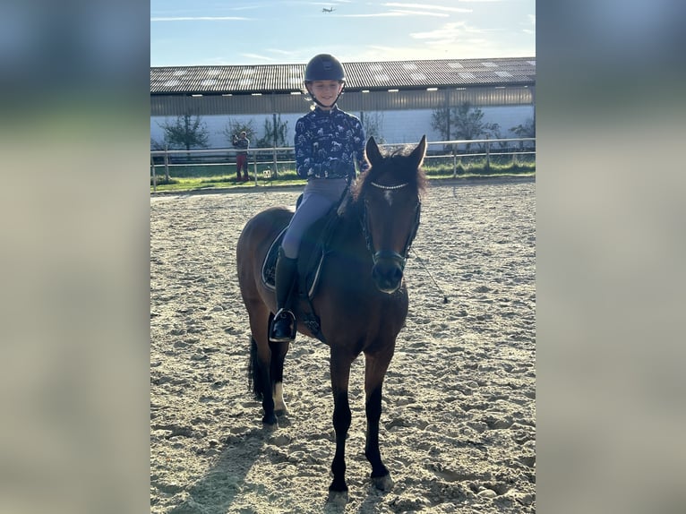 Deutsches Reitpony Wallach 17 Jahre 138 cm Brauner in Hochheim am Main