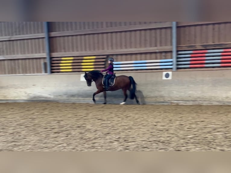 Deutsches Reitpony Wallach 17 Jahre 138 cm Brauner in Hochheim am Main