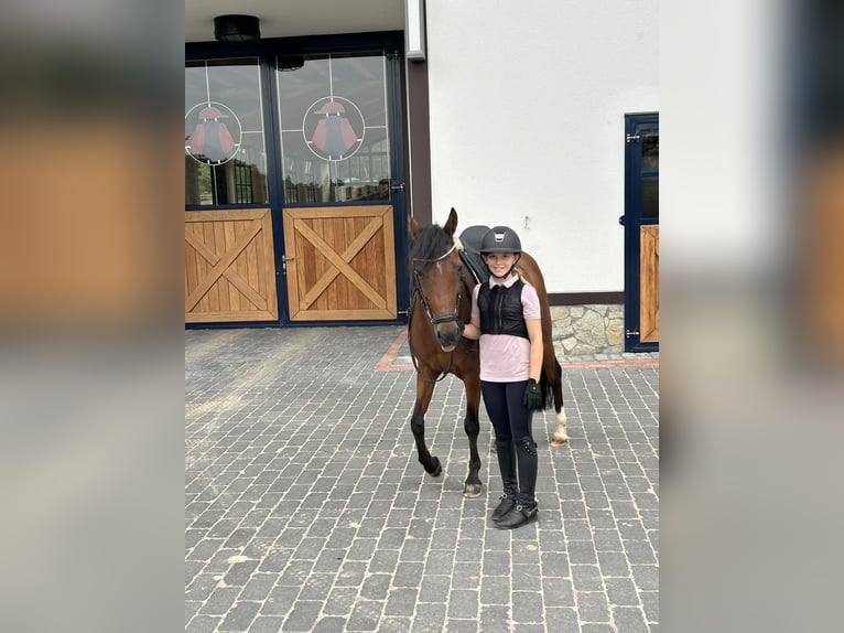 Deutsches Reitpony Wallach 17 Jahre 138 cm Brauner in Hochheim am Main