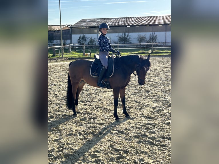 Deutsches Reitpony Wallach 17 Jahre 138 cm Brauner in Hochheim am Main