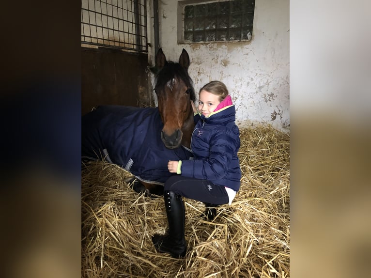 Deutsches Reitpony Wallach 17 Jahre 138 cm Brauner in Hochheim am Main