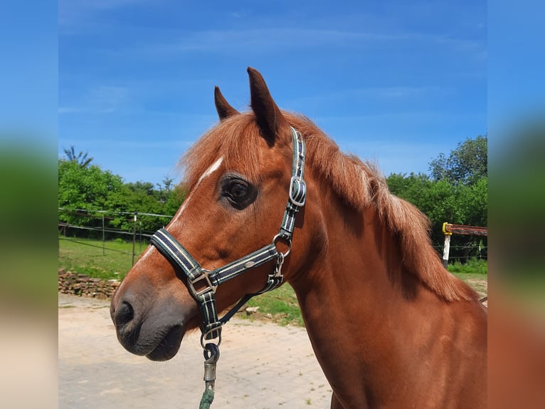 Deutsches Reitpony Wallach 17 Jahre 142 cm Fuchs in Regensburg