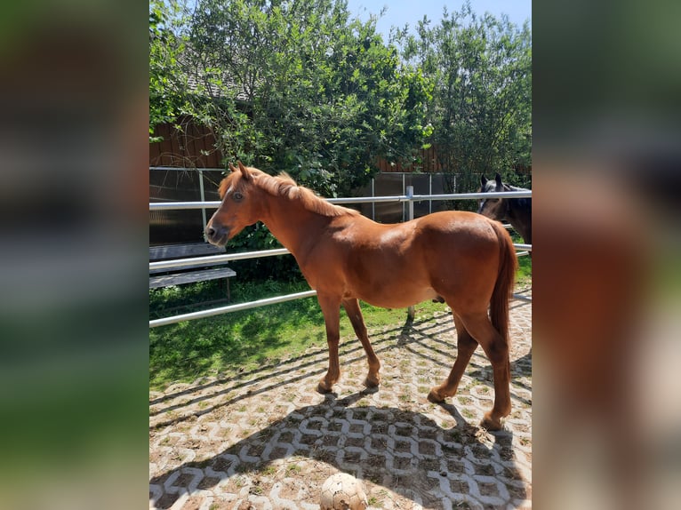 Deutsches Reitpony Wallach 17 Jahre 142 cm Fuchs in Regensburg