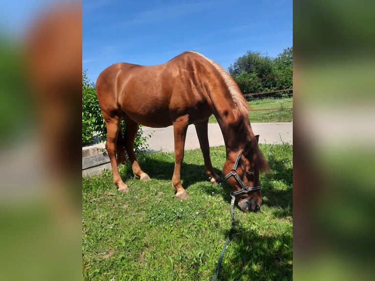 Deutsches Reitpony Wallach 17 Jahre 142 cm Fuchs in Regensburg