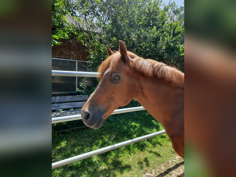 Deutsches Reitpony Wallach 17 Jahre 142 cm Fuchs in Regensburg