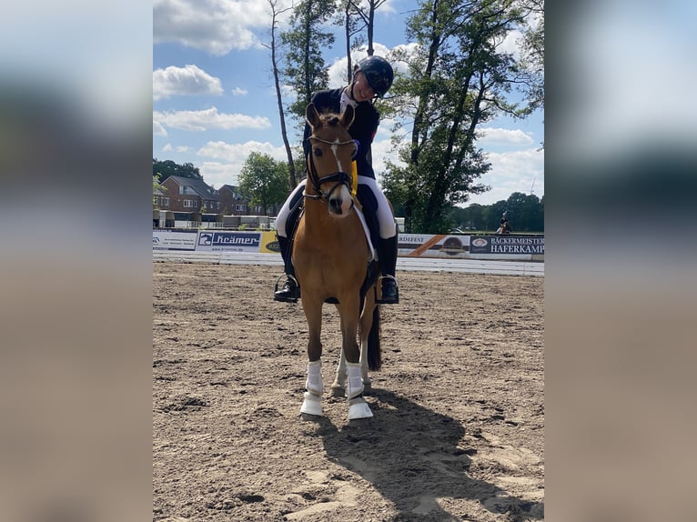 Deutsches Reitpony Wallach 17 Jahre 143 cm Falbe in Jever