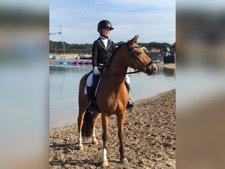 Deutsches Reitpony Wallach 17 Jahre 143 cm Falbe in Jever