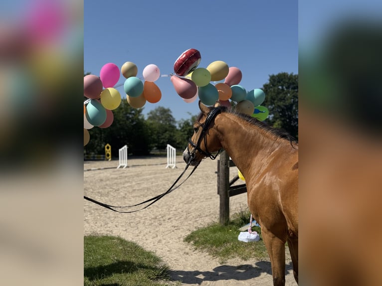 Deutsches Reitpony Wallach 17 Jahre 143 cm Falbe in Jever