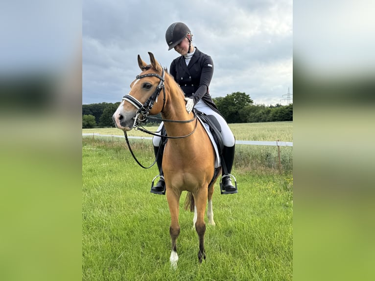 Deutsches Reitpony Wallach 17 Jahre 143 cm Falbe in Jever