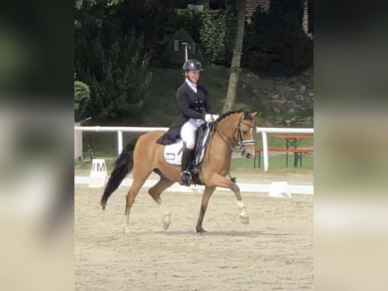 Deutsches Reitpony Wallach 17 Jahre 143 cm Falbe in Jever