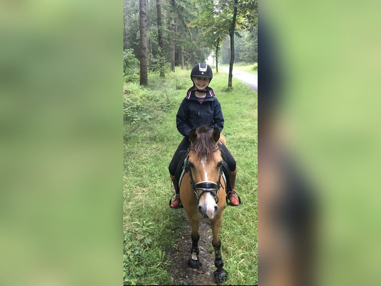 Deutsches Reitpony Wallach 17 Jahre 143 cm Falbe in Jever