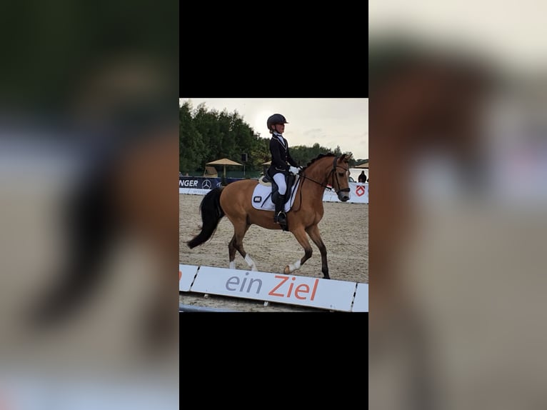 Deutsches Reitpony Wallach 17 Jahre 143 cm Falbe in Jever