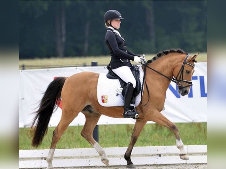 Deutsches Reitpony Wallach 17 Jahre 143 cm Falbe in Jever