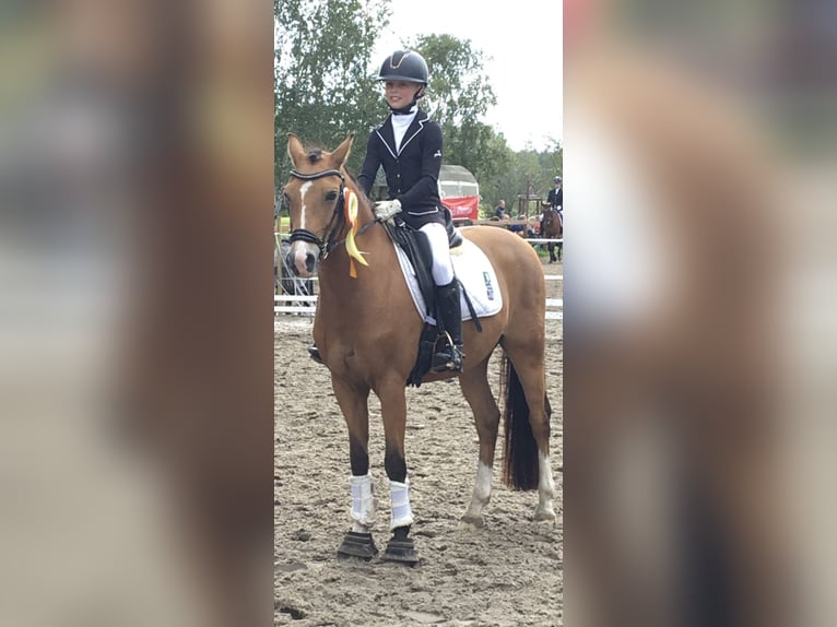 Deutsches Reitpony Wallach 17 Jahre 143 cm Falbe in Jever