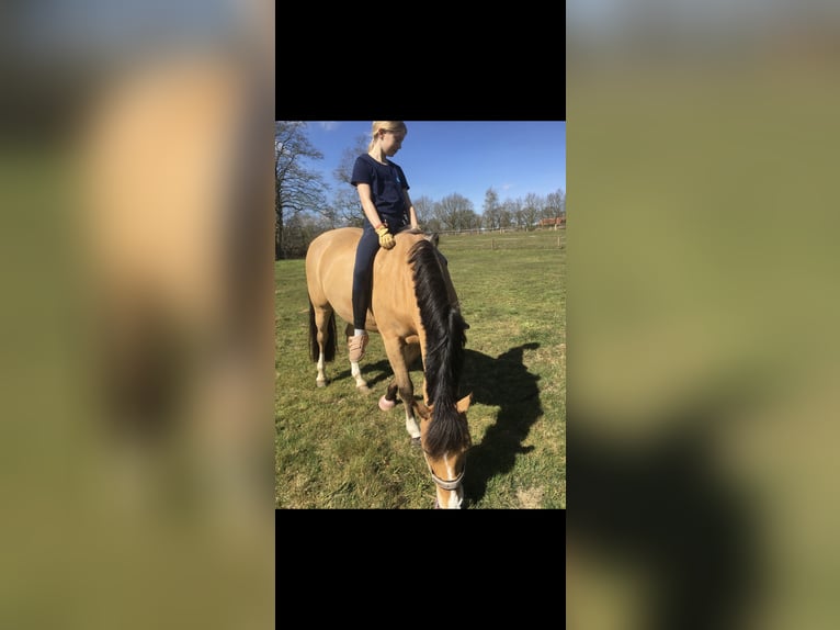 Deutsches Reitpony Wallach 17 Jahre 143 cm Falbe in Jever