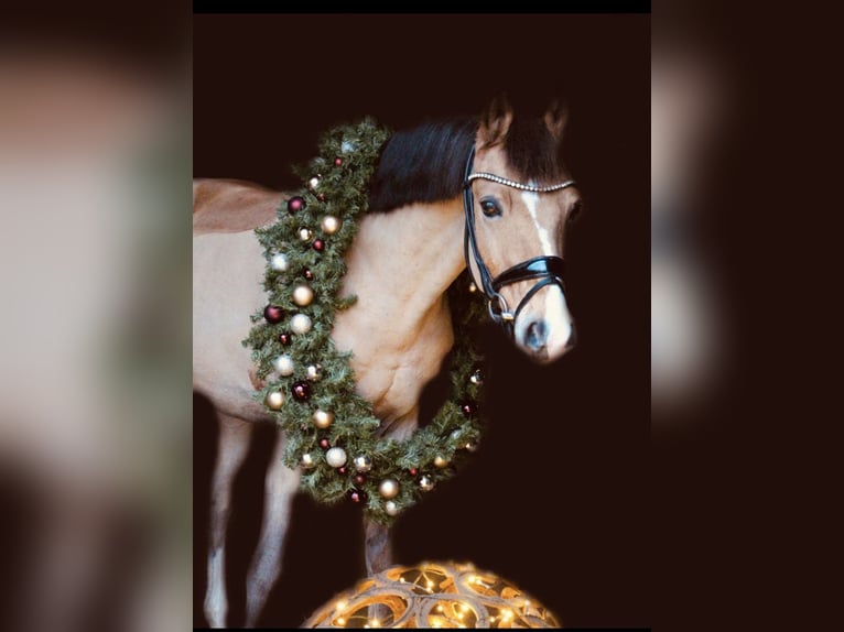 Deutsches Reitpony Wallach 17 Jahre 143 cm Falbe in Jever