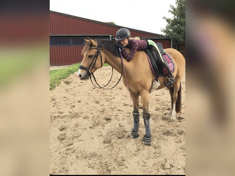 Deutsches Reitpony Wallach 17 Jahre 143 cm Falbe in Jever