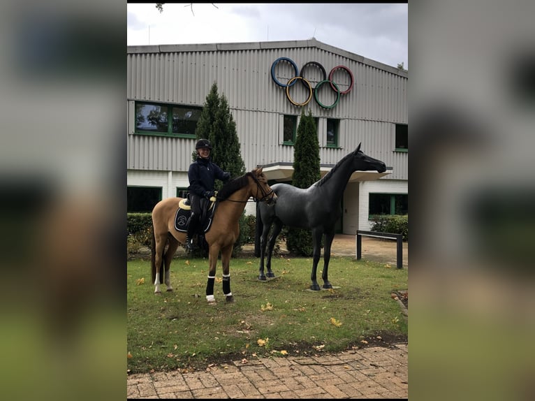 Deutsches Reitpony Wallach 17 Jahre 143 cm Falbe in Jever