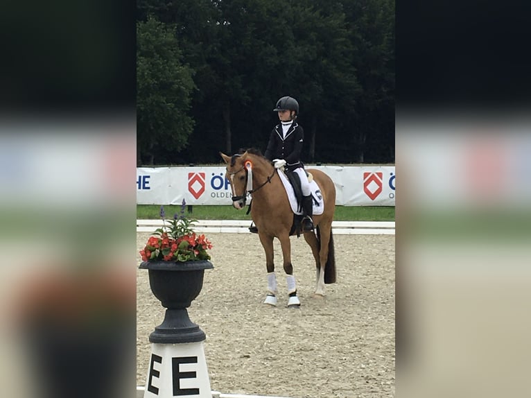 Deutsches Reitpony Wallach 17 Jahre 143 cm Falbe in Jever