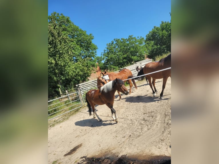 Deutsches Reitpony Wallach 17 Jahre 143 cm Schecke in Nottuln